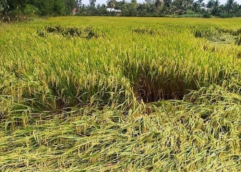 Giá lúa gạo hôm nay 13/3: Giá gạo nhích nhẹ, giá xuất khẩu bật tăng