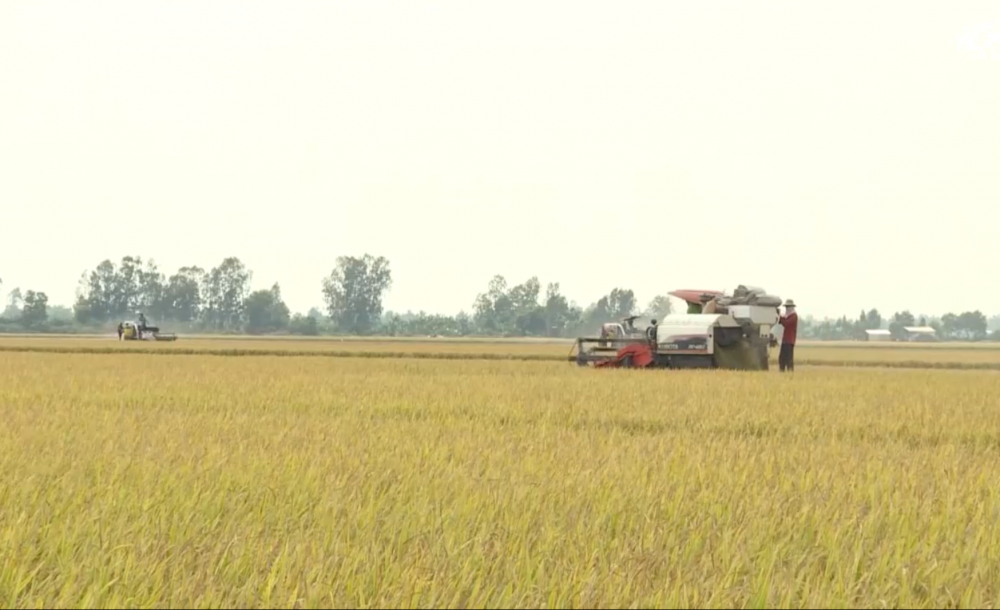 Giá lúa gạo hôm nay 21/3: Cuối tuần giá gạo tăng, giao dịch trầm lắng