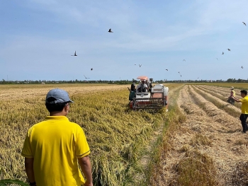 Giá lúa gạo hôm nay 10/3: Duy trì ổn định, tấm và cám khô hút hàng