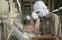 Doanh nghiệp xuất khẩu gạo tích cực tìm đối tác từ tháng 5