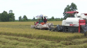 Giá lúa gạo hôm nay 23/8: Giá lúa ở mức thấp, giá gạo xu hướng tăng