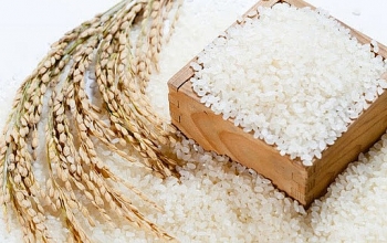 Giá lúa gạo hôm nay 17/9: Giá lúa Thu đông ở mức thấp, giá gạo tăng trở lại