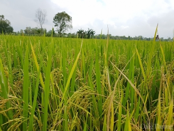 Giá lúa gạo hôm nay ngày 21/07: Trong nước tăng, xuất khẩu giảm