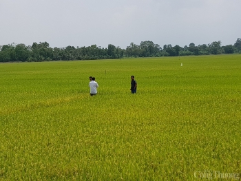 Giá lúa gạo hôm nay 22/07: Giá ổn định, nhu cầu thu mua cầm chừng
