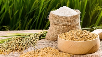 Giá lúa gạo hôm nay 23/07: Giá ổn định, thị trường chuyển biến tích cực