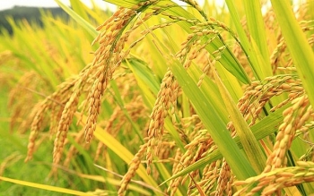 Giá lúa gạo ngày 24/07: Giá lúa giảm, giá gạo tăng nhẹ từ 50 - 100 đồng/kg