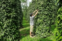 Ngành hồ tiêu đổi mới mô hình tăng trưởng, tận dụng lợi thế từ các FTA