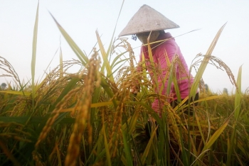 Giá lúa gạo hôm nay 6/9: Giá lúa đi ngang, giá gạo tăng giảm trái chiều