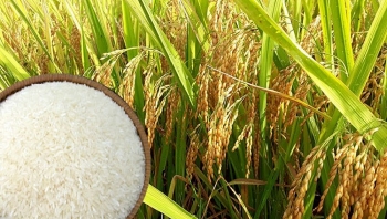 Giá lúa gạo hôm nay ngày 25/8: Trong nước ổn định, xuất khẩu bật tăng