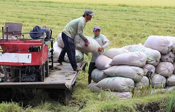 Giá lúa gạo hôm nay ngày 18/8: Duy trì ở mức cao