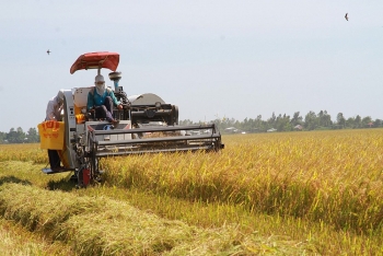 Giá lúa gạo hôm nay ngày 20/8: Giá gạo đi ngang