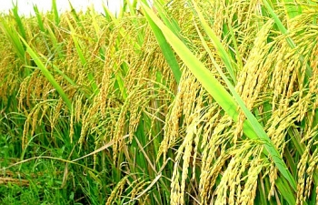 Giá lúa gạo hôm nay ngày 21/8: Giá gạo quay đầu giảm