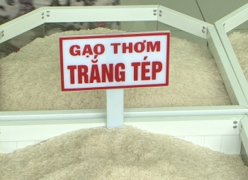 Giá lúa gạo hôm nay 29/4: Giá lúa OM 5451 tăng cao, giao dịch lúa chậm