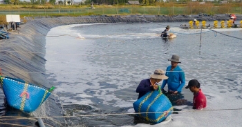 Mở rộng các “vùng xanh” cho sản xuất tôm xuất khẩu