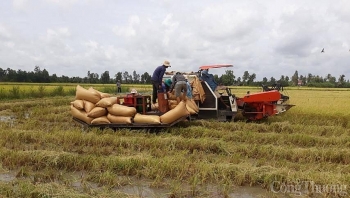 Giá lúa gạo hôm nay ngày 20/10: Giá lúa gạo bật tăng 200 đồng/kg