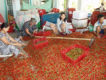 Giá thực phẩm hôm nay 28/10: Giá ớt tăng phi mã