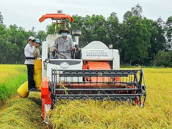 Giá lúa gạo hôm nay 7/10: Giá lúa Thu đông ở mức thấp hơn vụ Hè thu