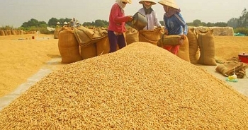 Giá lúa gạo hôm nay 13/10: Giá lúa Thu đông tăng nhẹ