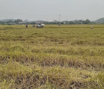 Giá lúa gạo hôm nay ngày 12/11: Nguồn cung ít đẩy giá gạo tiếp tục ở mức cao