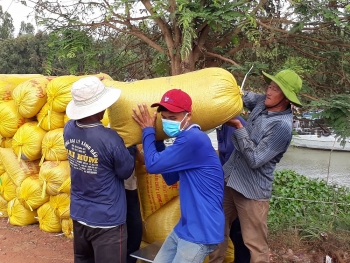 Giá lúa gạo hôm nay 13/11: Giá lúa tăng giảm trái chiều