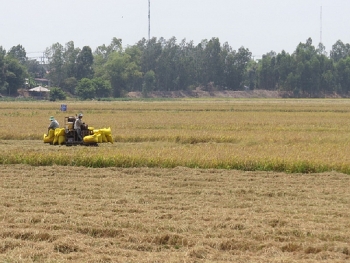 Giá lúa gạo hôm nay ngày 12/12: Duy trì mức ổn định