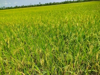 Giá lúa gạo hôm nay ngày 28/12: Đầu tuần giá lúa gạo đi ngang