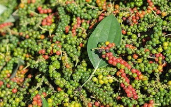 Giá tiêu hôm nay 4/6: Đi ngang phiên cuối tuần