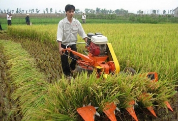 Giá lúa gạo hôm nay 9/5: Giá lúa gạo ổn định vào đầu tuần