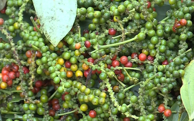 Giá tiêu hôm nay 19/10: Dư địa xuất khẩu lớn, giá tiêu liệu có lấy lại đỉnh