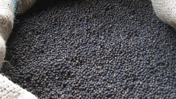 Giá tiêu hôm nay 16/3: Thị trường bớt trầm lắng nhờ xuất khẩu khởi sắc