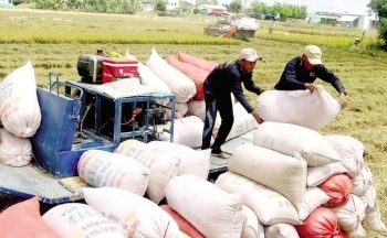 Giá lúa gạo hôm nay 22/6: Giá gạo xuất khẩu tăng 5 USD/tấn