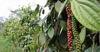 Giá tiêu hôm nay 20/7:  Thấp nhất 66.500 đồng/kg, thị trường trầm lắng