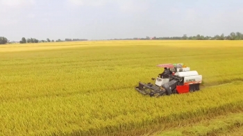 Giá lúa gạo hôm nay 1/5: Nguồn cung thấp, giá lúa gạo neo cao