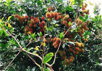 Đồng Nai: Diện tích cây ăn trái có xu hướng tăng