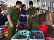 Đẩy mạnh triển khai Đề án kiểm soát ngăn chặn hành vi đưa tạp chất vào tôm