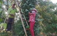 Bình Phước: Người dân “kêu trời” vì tiêu rớt giá