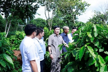 Đắk Lắk nghiên cứu cà phê theo hướng 'đặc sản', giá trị cao