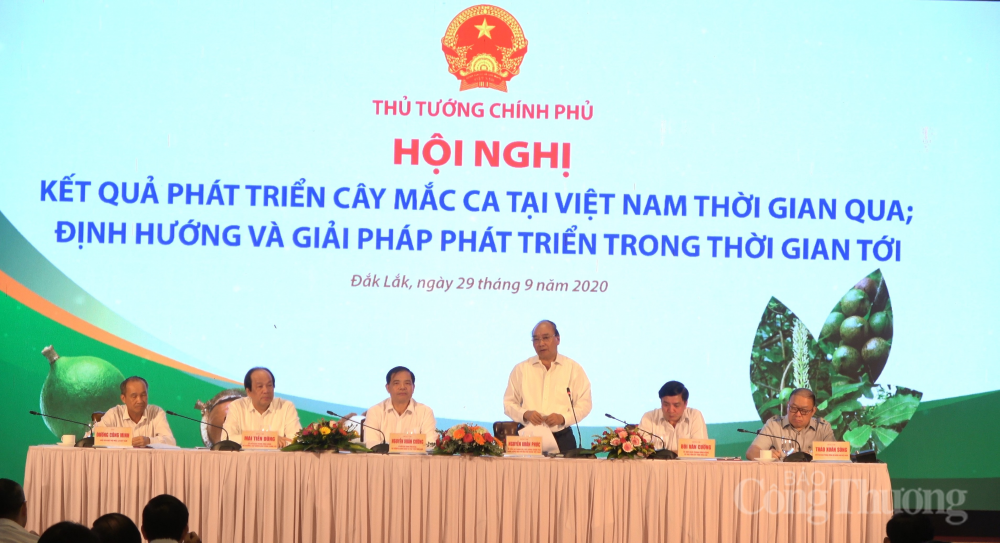 Phát triển cây mắc ca: Hình thành chuỗi liên kết, lấy doanh nghiệp làm nòng cốt