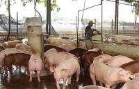 Giá tăng và lo ngại thị trường thịt lợn