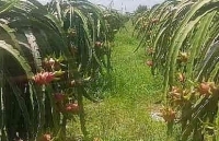 Thanh long rớt giá là hàng dạt và dội chợ