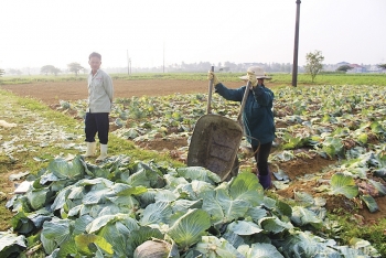 Bán không ai mua, nông dân Nghệ An nhổ bỏ hàng trăm tấn rau củ
