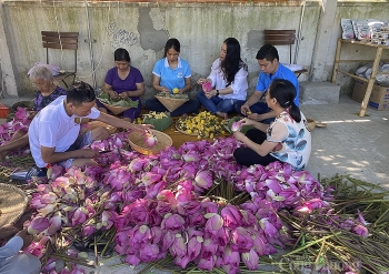 Phát huy thế mạnh từ Sen ở quê Bác