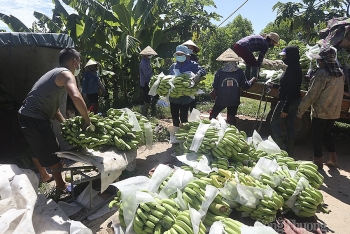 Nghệ An: Tắc nghẽn đầu ra, giá chuối giảm mạnh
