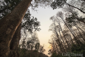 Rừng săng lẻ cổ thụ- “bảo vật