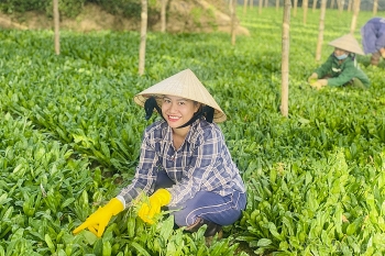 Nghệ An: Sản phẩm OCOP rộng đường xuất khẩu