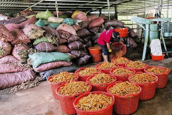 Nghệ An: Hàng trăm tấn tinh bột nghệ tồn kho chờ tiêu thụ