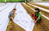 Hà Tĩnh: Các tổ chức doanh nghiệp hỗ trợ hơn 1.000 tỷ đồng xây dựng nông thôn mới