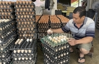 Nghệ An: Thận trọng khi tái đàn gia súc gia cầm