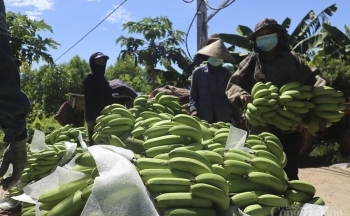 Đưa nông sản Nghệ An lên sàn thương mại điện tử: Chủ động gỡ khó đầu ra
