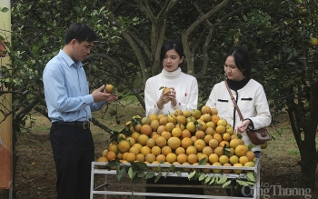 Nghệ An: Thêm đầu ra cho sản phẩm OCOP với thương mại điện tử